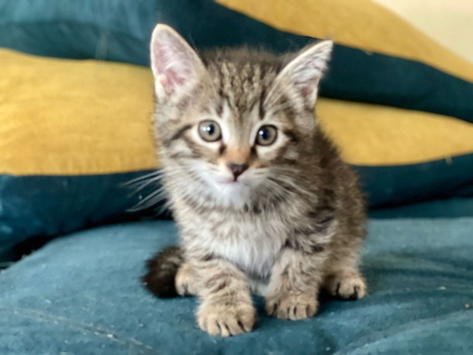 Отдам котят в добрые руки