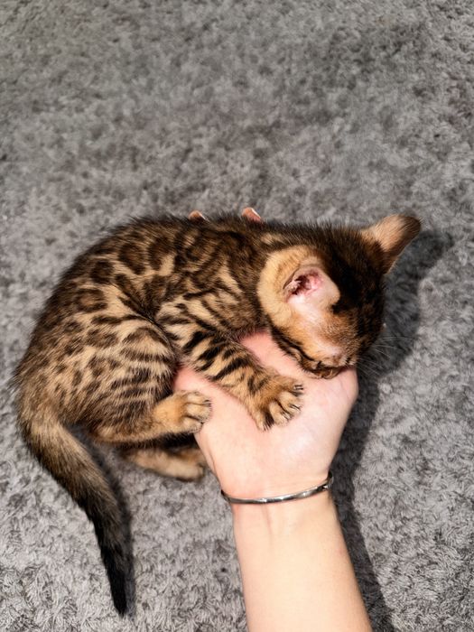 Бенгальские котята