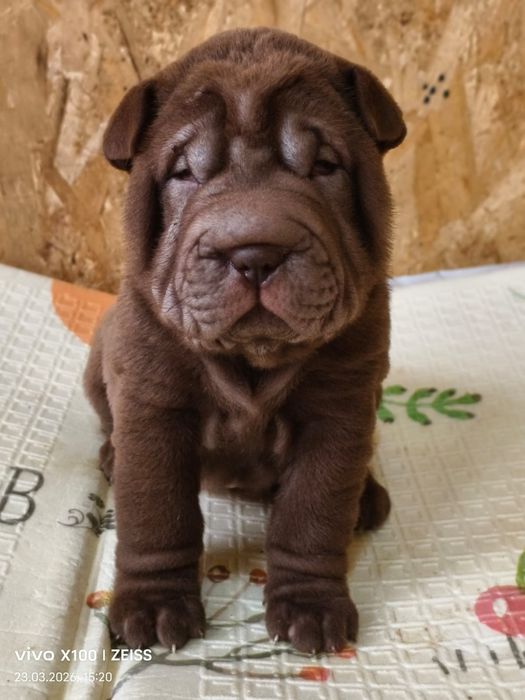 Шикарные щенки шарпея.