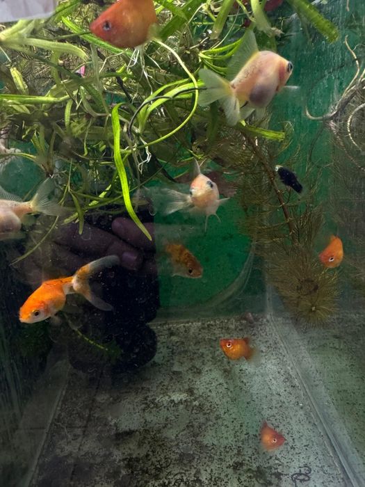 Аквариумные рыбки