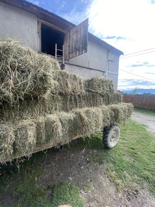 Baloti de fan, anul 2025