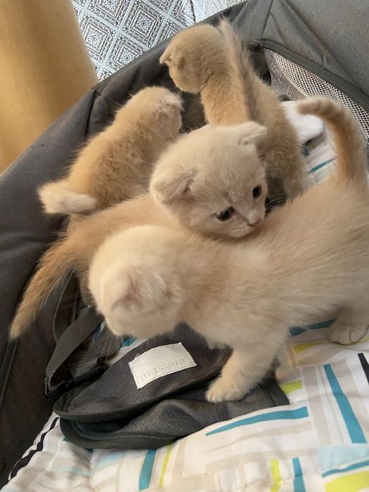 Котята Шотландцы