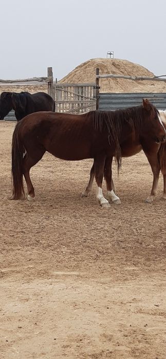 Жас биелер сатылады