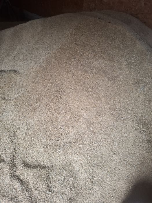 Porumb boabe de vanzare