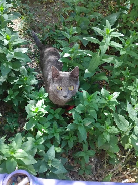Чей котик потеряшка