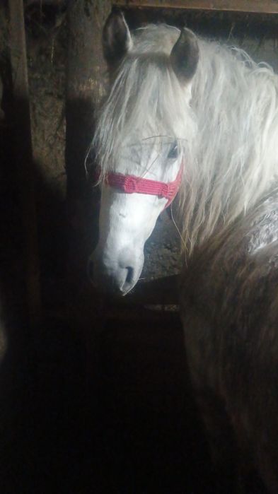 Vaca și cal de vanzare