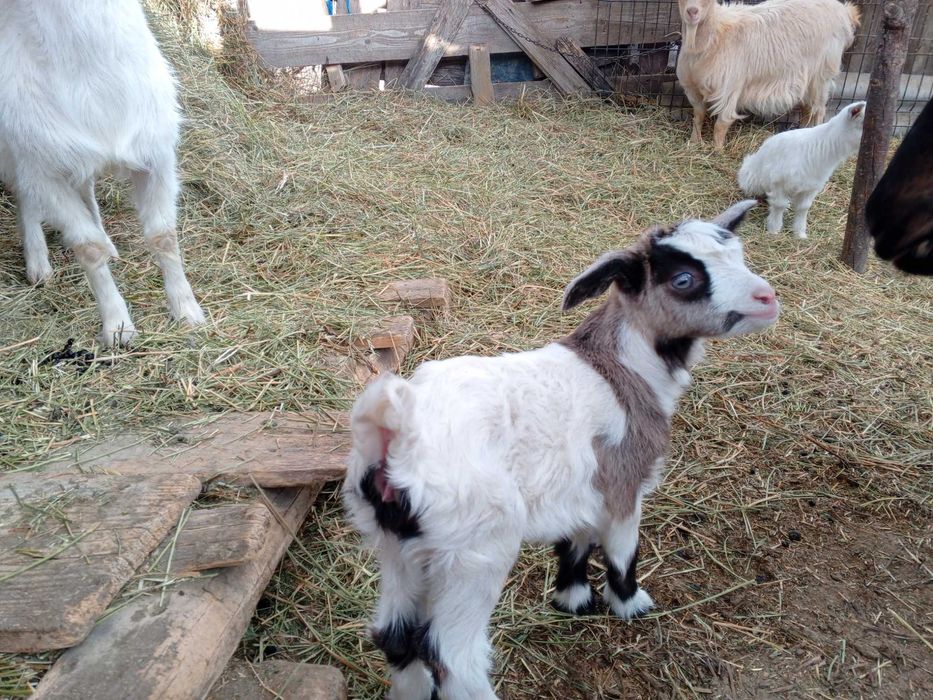 De vânzare capre cu iezi