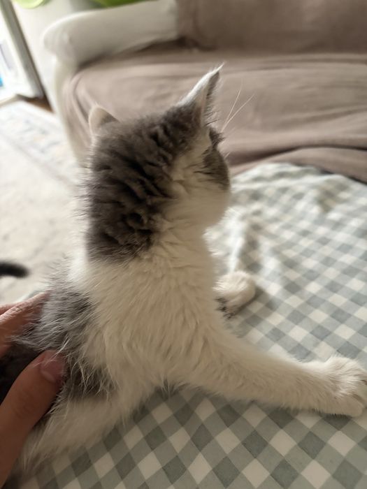 Отдам котенка бесплатно в хорошие руки