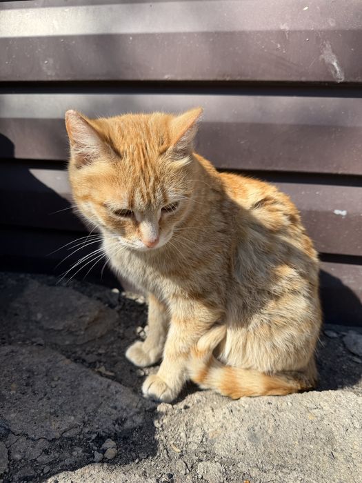 Кошечка ищет дом