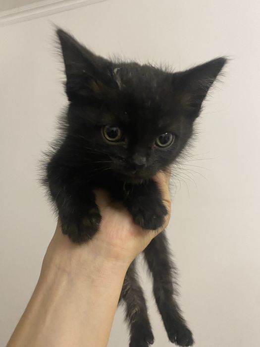 Кошка                        .