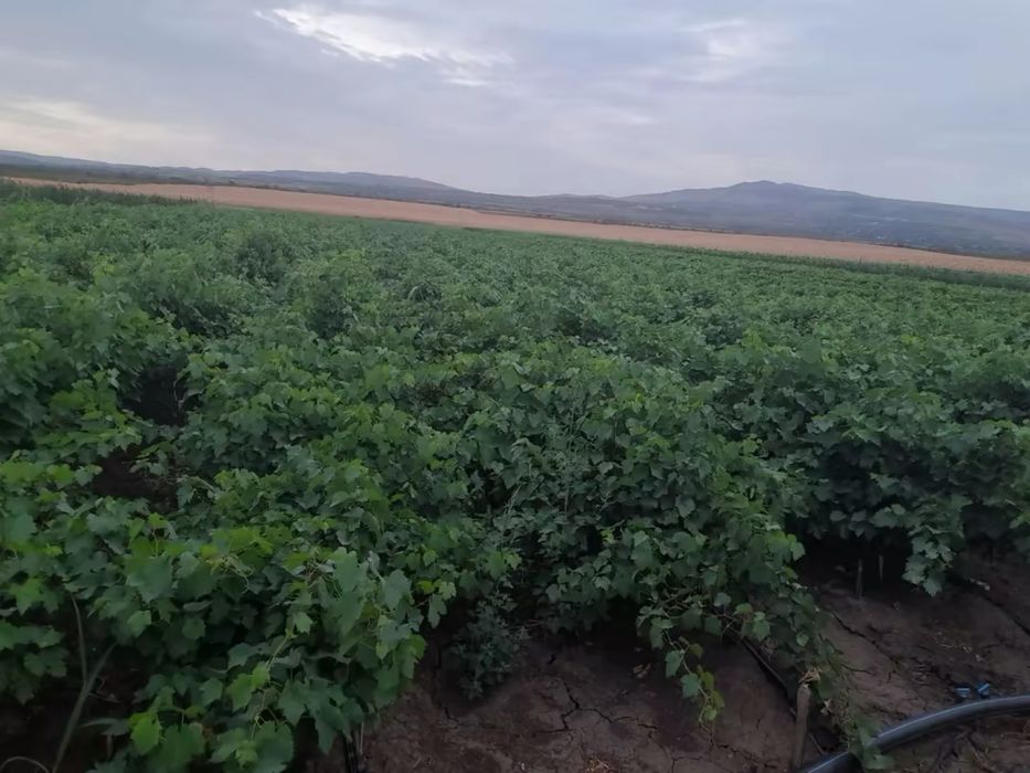 Vand butasi vita de vie anul 2 si 3