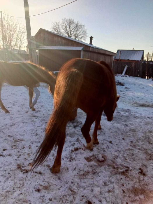 Продам или обменяю молодую кобылу