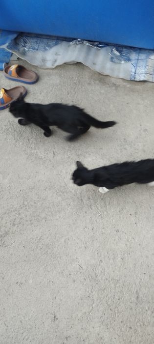 Мушукчала бор яхши оилага берилади