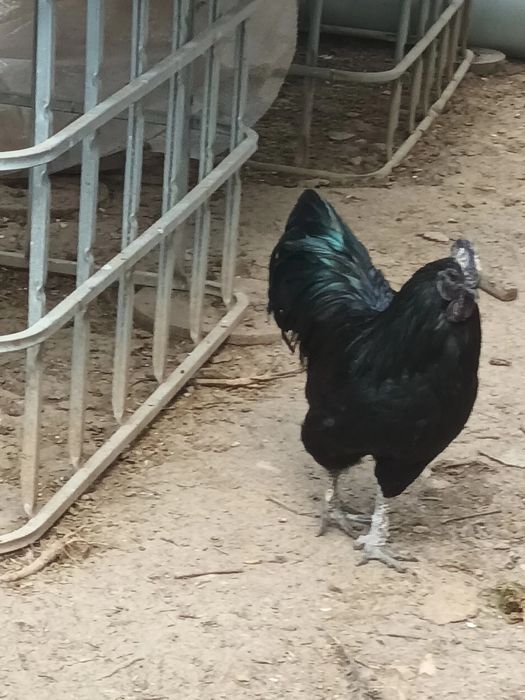 Vând doi cocoși de Ayam Cemeni
