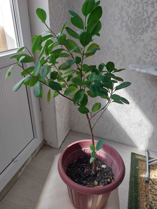 Цветы комнатные разные