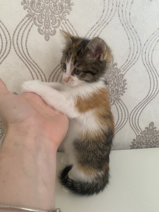 Котенок красивая игривая девочка