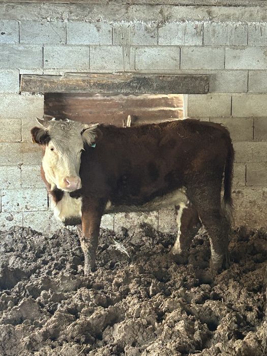 Семыз сиырлар сатылады !