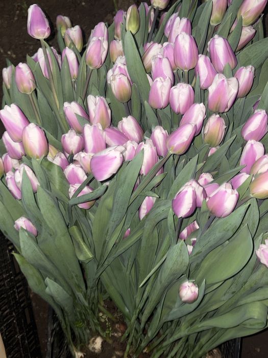 Продаем тюльпаны
