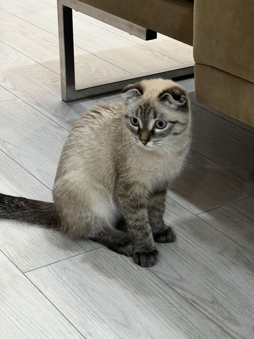 Котенек бесплатно добрые руки