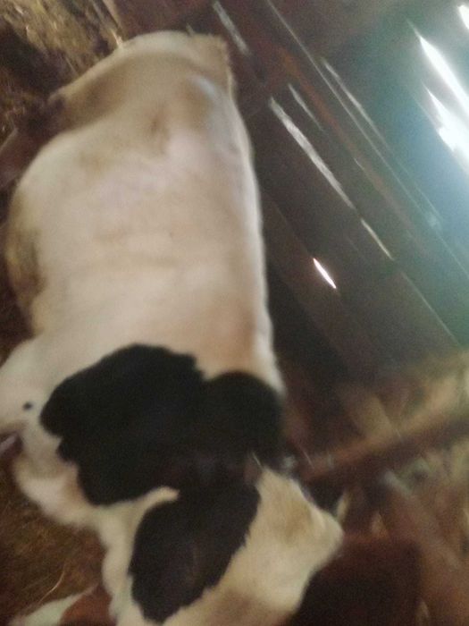 Vând vitei de diferite varste și o vacă gestantă