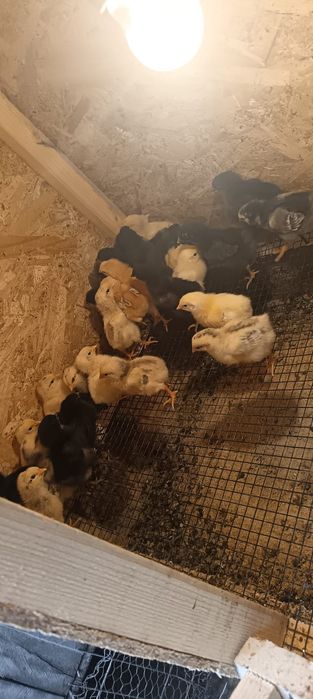 Pui de curte, pui Australop in vârstă de 1 săptămână