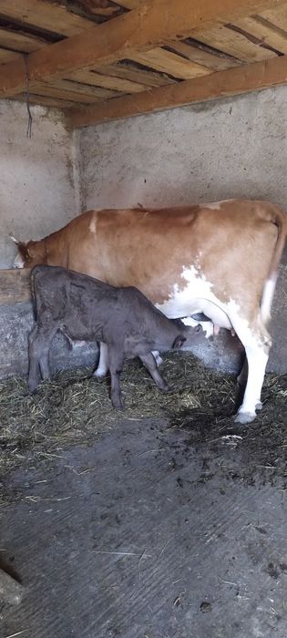 Vaca și vițel de vânzare