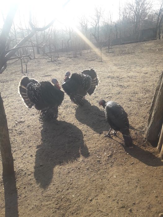 Vând curci și bibilici