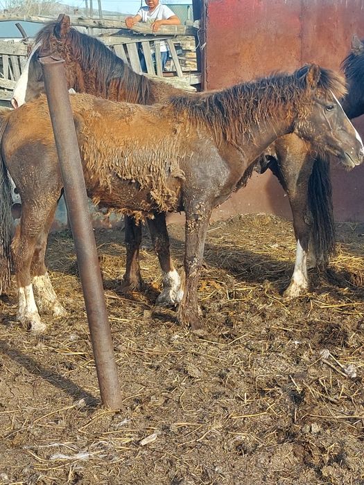 2 жасар тайлар сатылады откорм