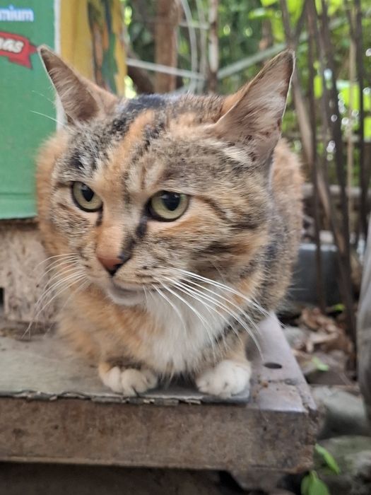 Отдадим котят в добрые руки!