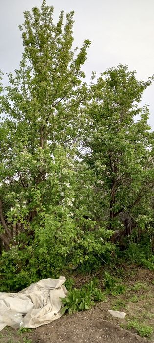 Продам дачу сад Яблонька