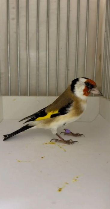 Sava kokil, Сава кокил