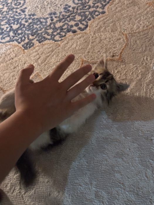 Котенок девочка в хорошие руки