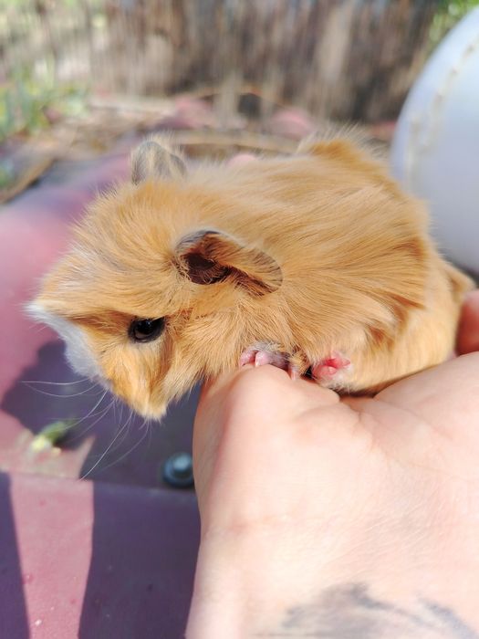 Porcușori de guineea Tedi