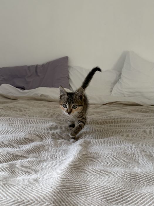 Котенок в добрые руки