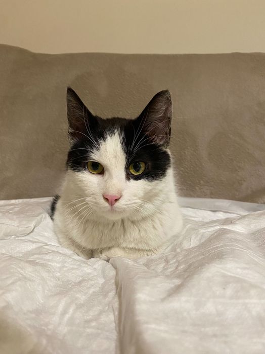 Котенце момче 6 мес