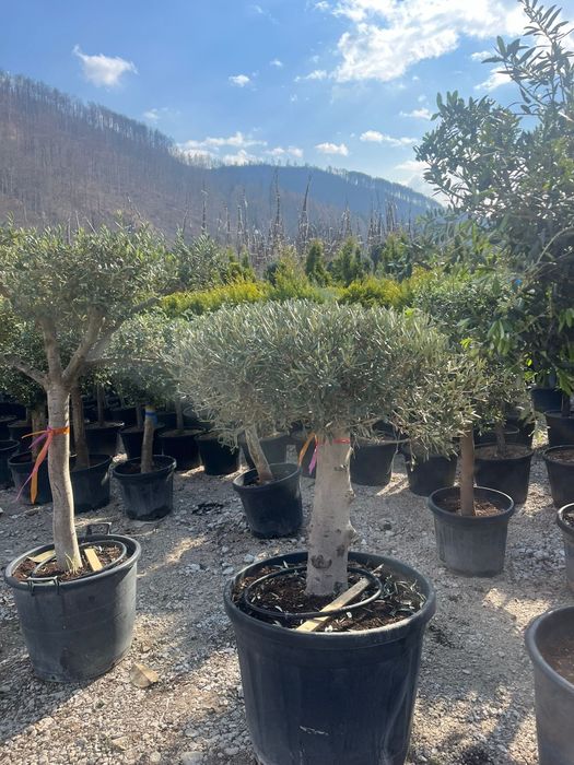 Plante ornamentale tuia leylandii smarald măslini