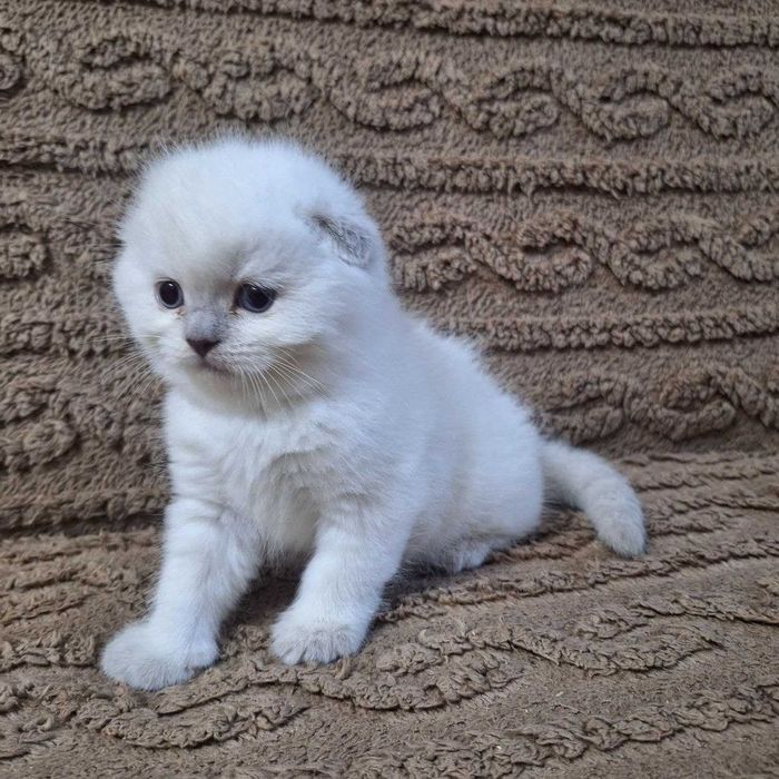 Продаются котята