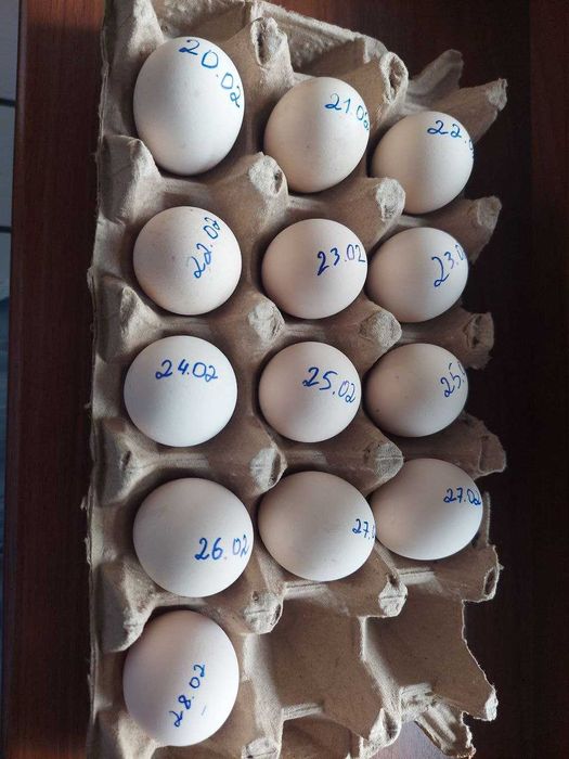 Золотой сибрайт тухуми сотилади