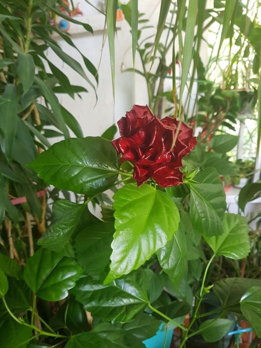 Растения комнатные