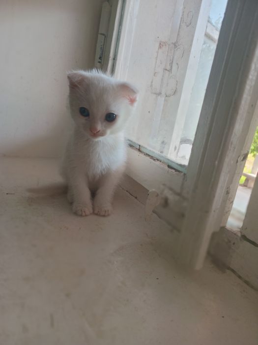Zotdor mushukchalar sotiladi