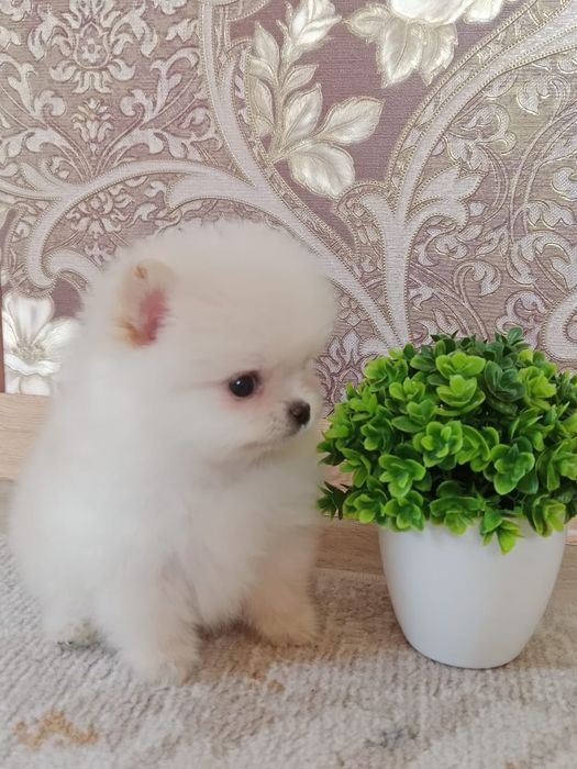 Щпицы кукольные щенки