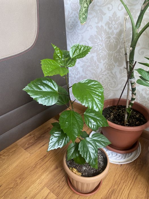 Продам цветы