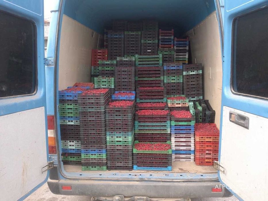 Продавам корени малини Херитидж на ЕДРО и други сортове на дребно.