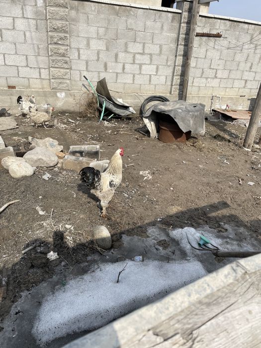 Петухи молодые ,активные