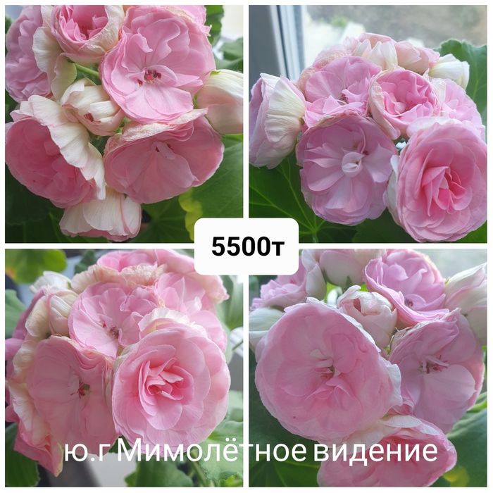 Сортовые пеларгонии