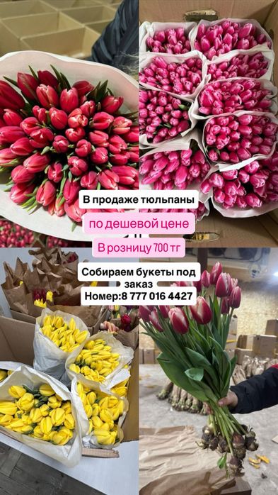 Тюльпаны дешево