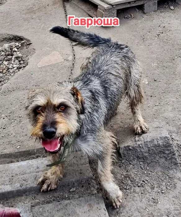 Дарю в добрые и ответственные руки
