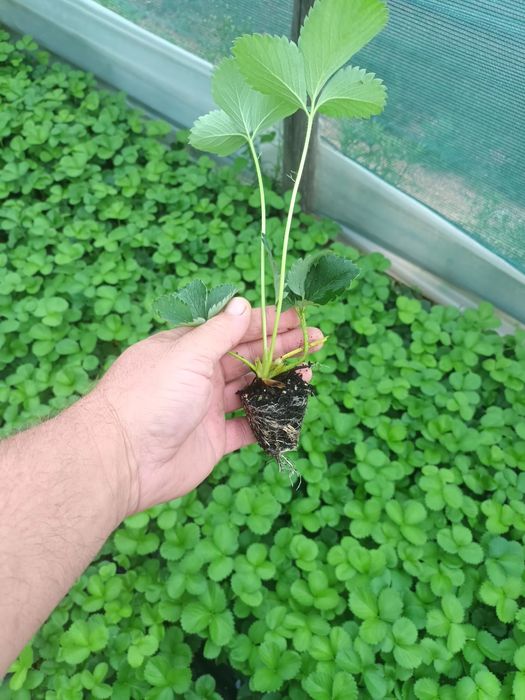 Разсад ягоди  в тарелки