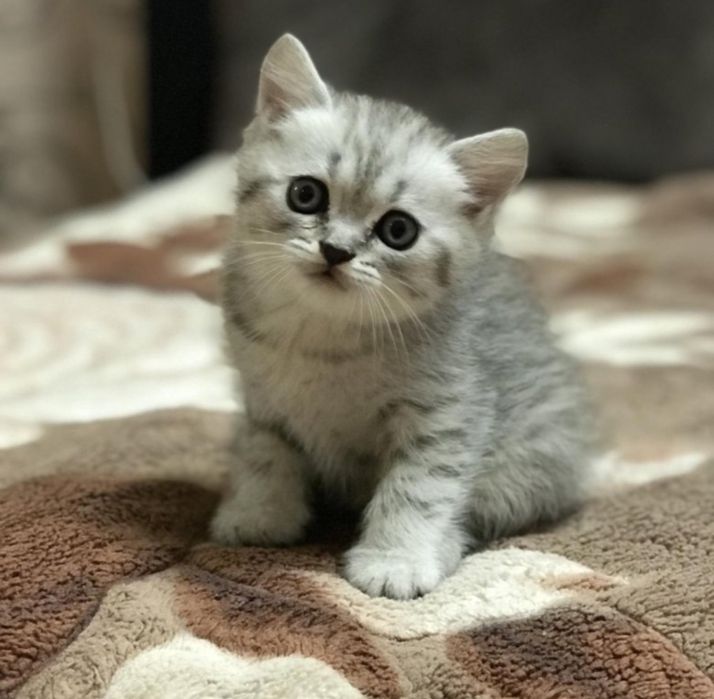 Шотланские котята