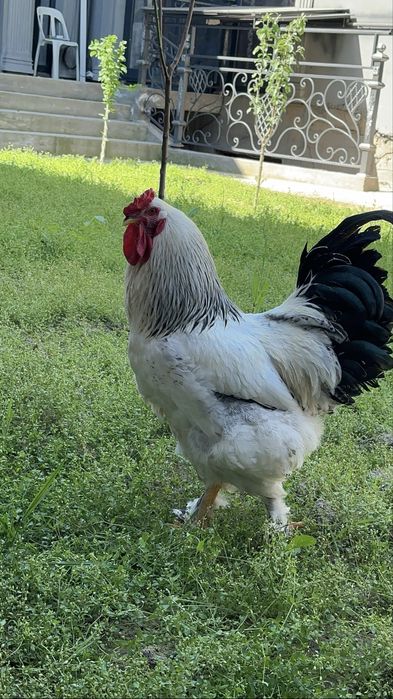 Brama xoroz va qora shahzoda tovuq 350 mingdan